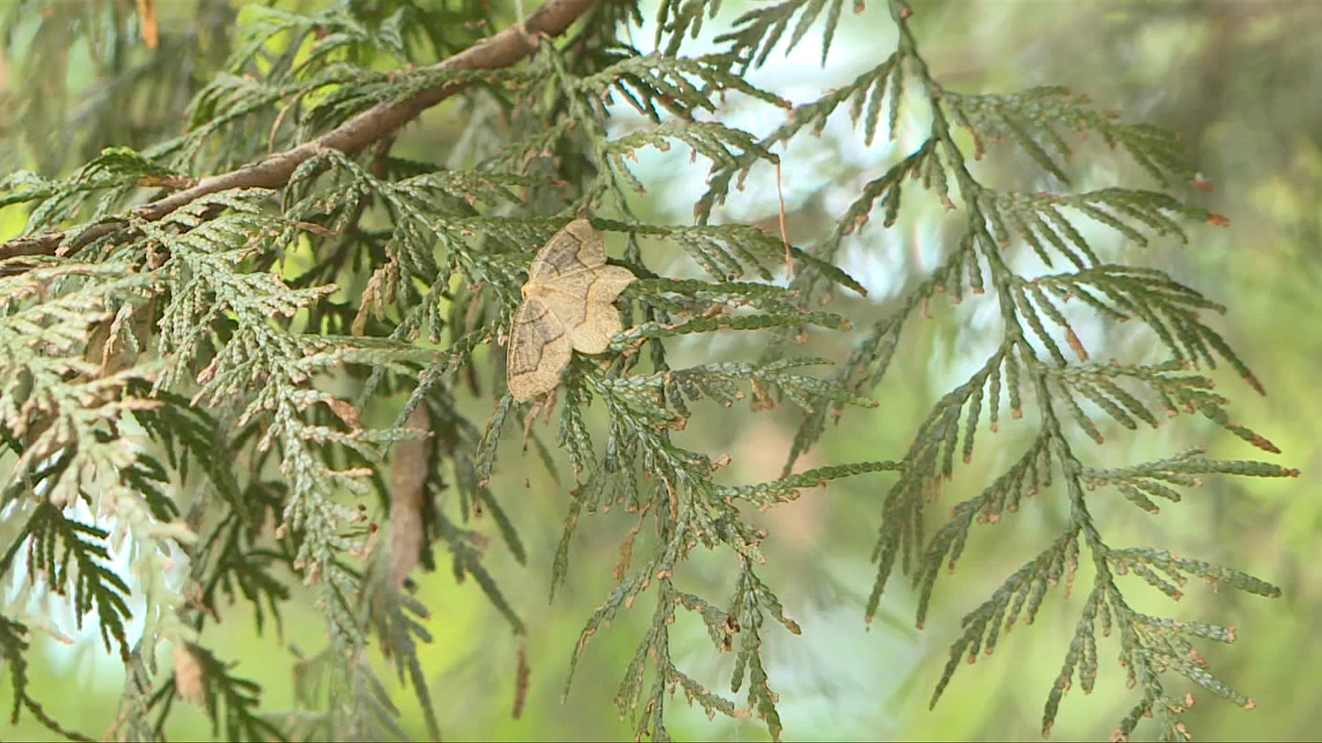 A looper moth is seen on the branches of a hemlock tree