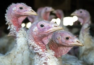 Chickens at a poultry farm.