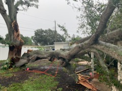 tree through house in hurricane Ian
