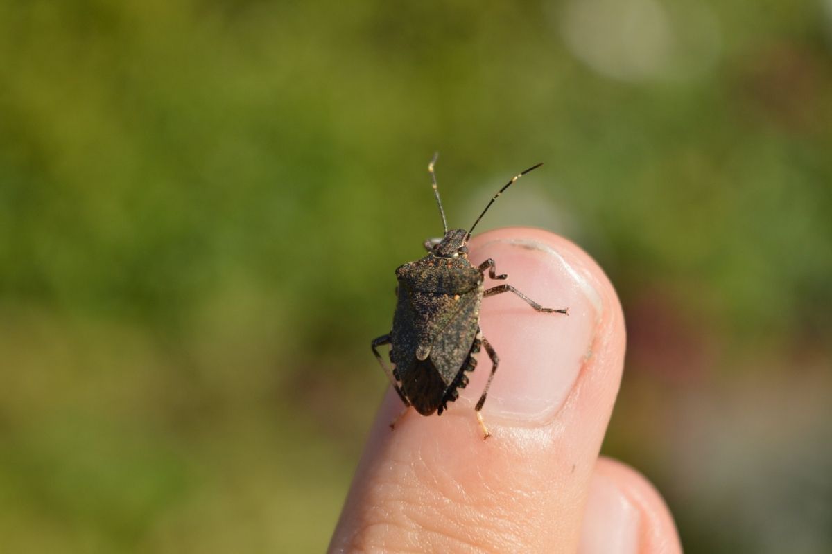 A brown marmorated stink bug is pictured on a person's thumb that's held up against a blurry green background