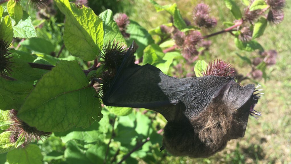 The hooked burrs of burdock snare bat wings