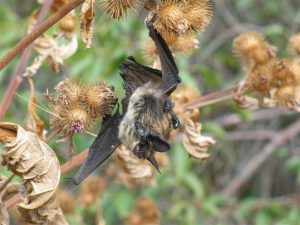 bat stuck in burdock plant
