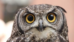 eyes of barn owl