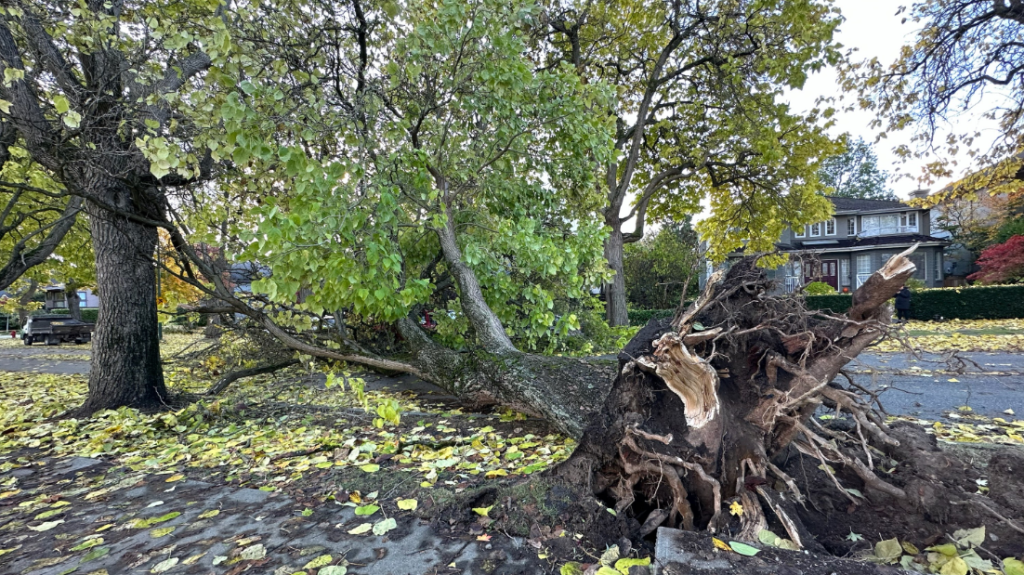 A fallen tree blocking a Vancouver street as crews work to clean up and restore power after a wind storm blew through British Columbia on Friday night.