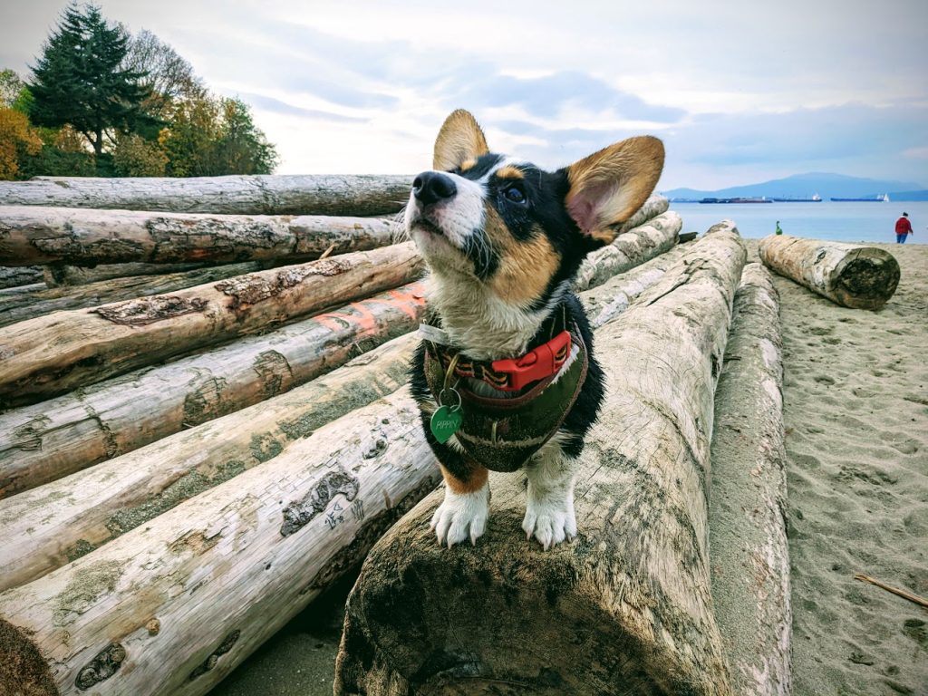 Pippin, a four-month-old Corgi, stands on logs at the beach. The pup has helped a Vancouver couple get through the grief of losing their last dog killed in a hit-and-run