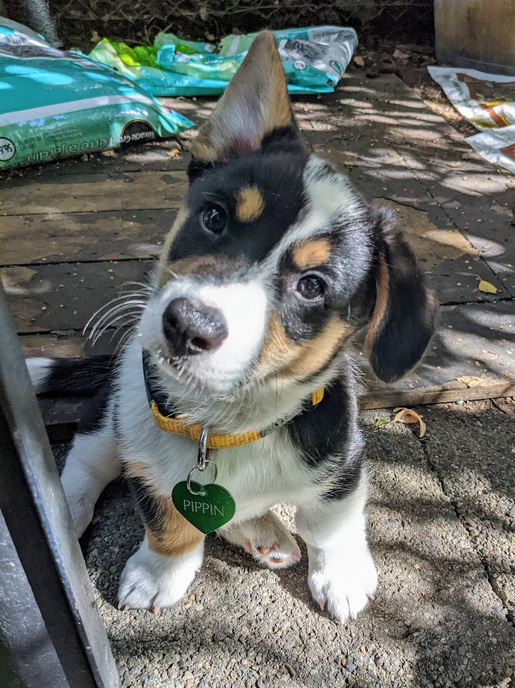 Pippin, a four-month-old Corgi, looks up with one ear flopped over while sitting on the ground