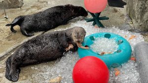 otters eating fish 