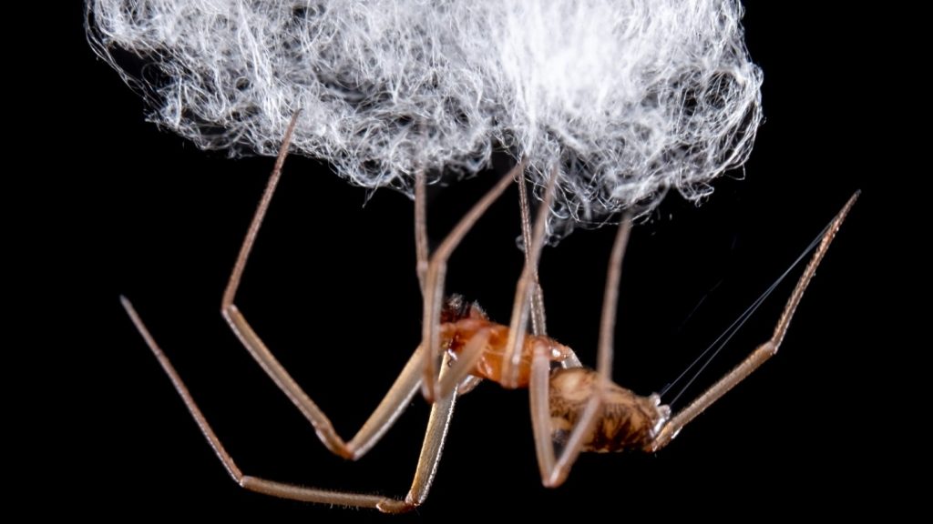 A false widow spider spinning a web. SFU researchers are studying to see if the spider's pheromones can be used as a repellent to keep them out of people's homes