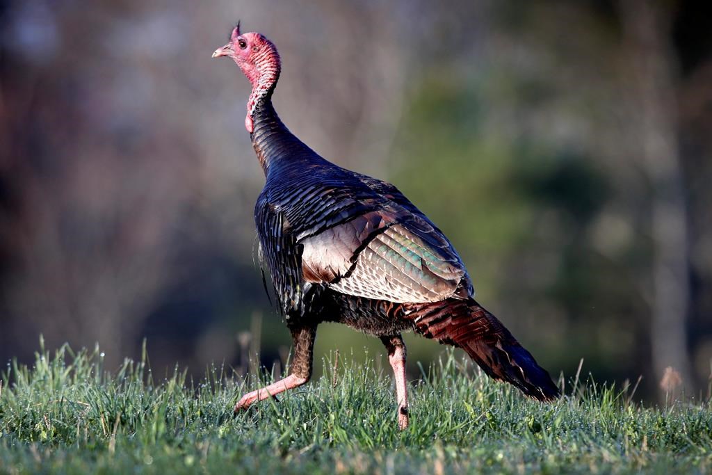 A turkey walking in a field