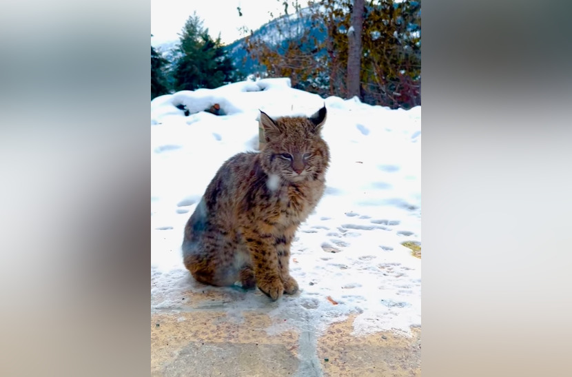 A bobcat pictured outside a Peachland, B.C. home in the winter
