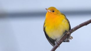 A Prothonotary Warbler sitting on a branch