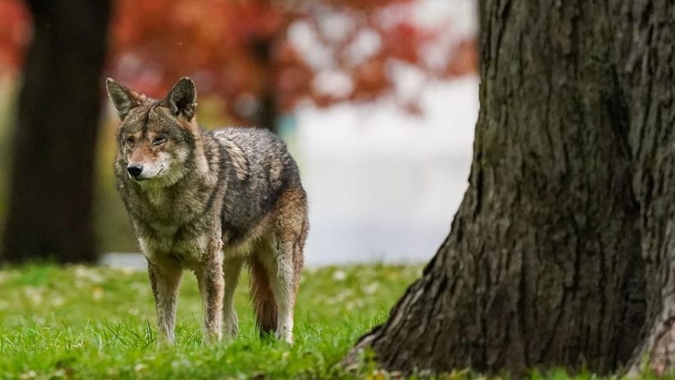 A coyote walks through a park on Wednesday