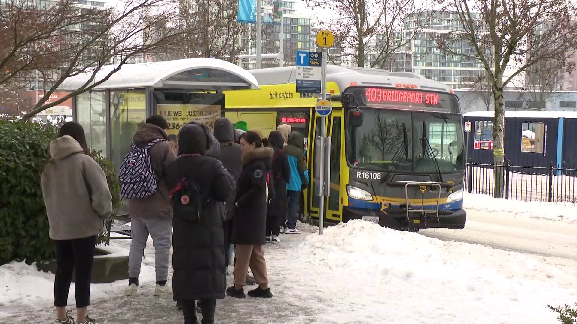 can dogs travel on translink