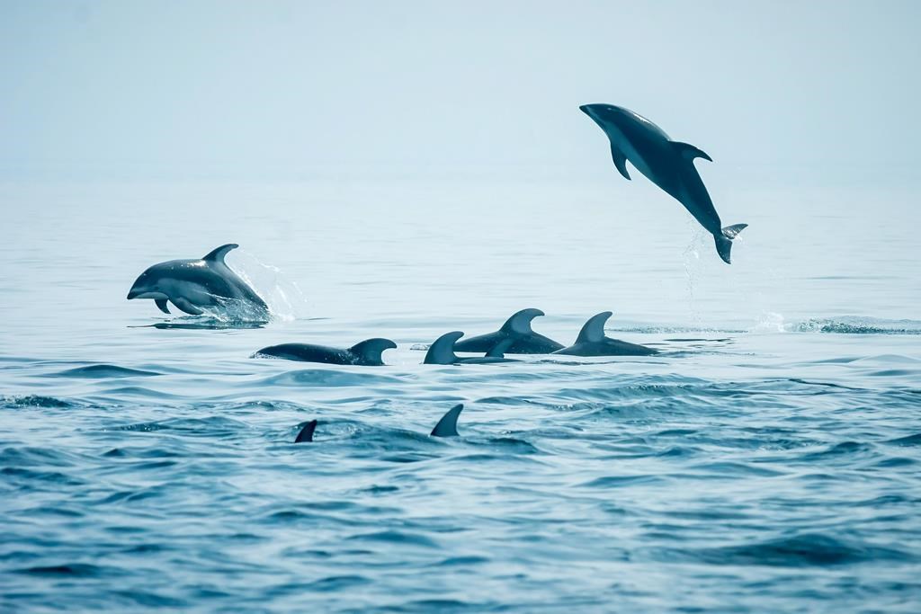 Pacific white sided dolphins swim the waters
