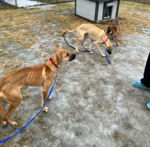 two extremely skinny dogs