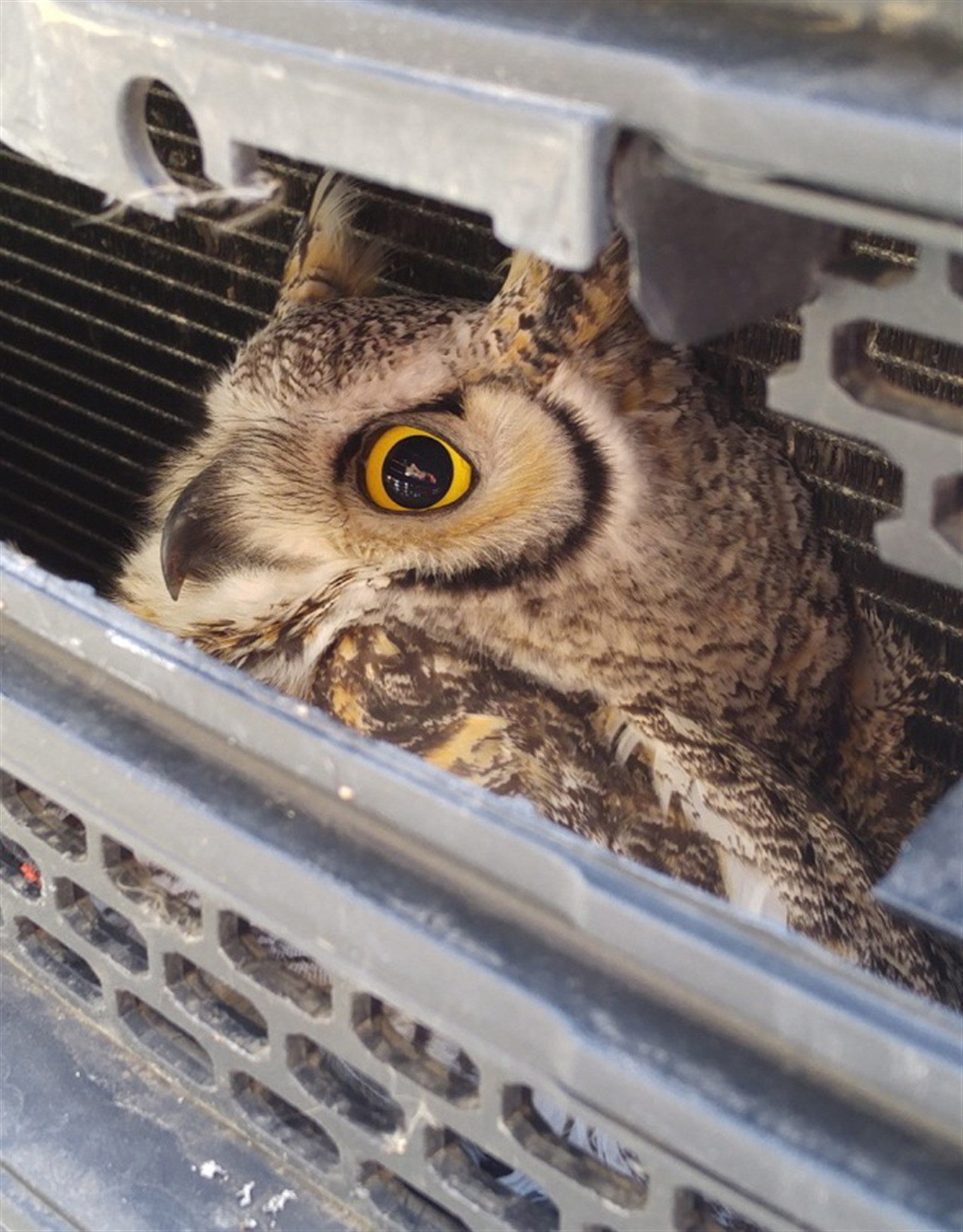 Owl attacking skiers near Kamloops | CityNews Vancouver