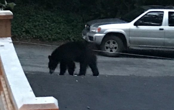 A bear in a North Vancouver driveway