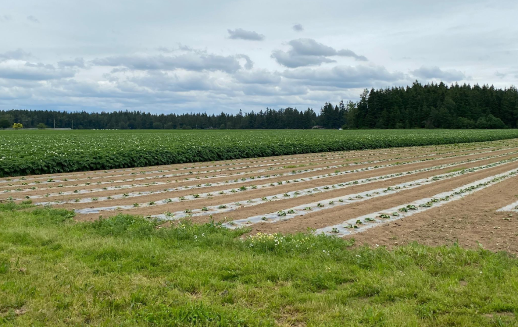 Farmland in Surrey that will be the subject of a public hearing on Monday evening