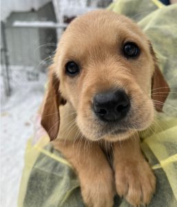 a golden retriever puppy 