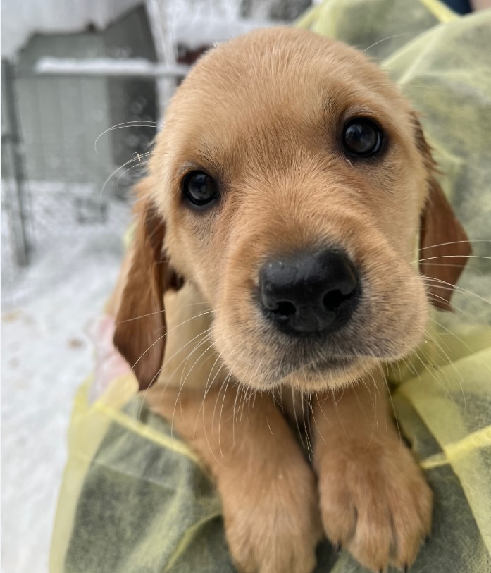 a golden retriever puppy