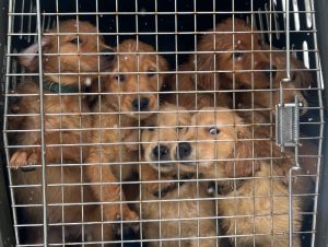 a group of golden retriever puppies
