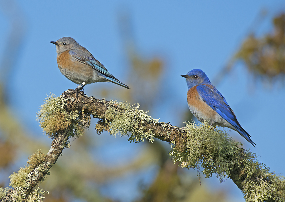 Bluebird pair photo by Bill Pennell pair of blue birds