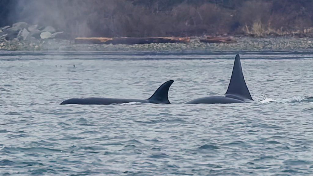 orca fins on the water