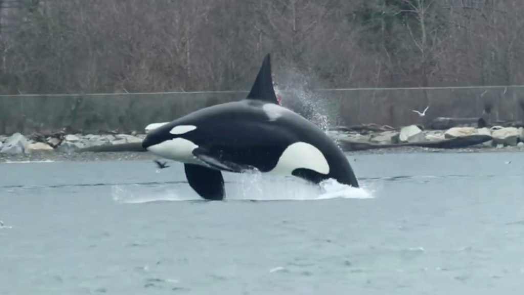 orca breaching