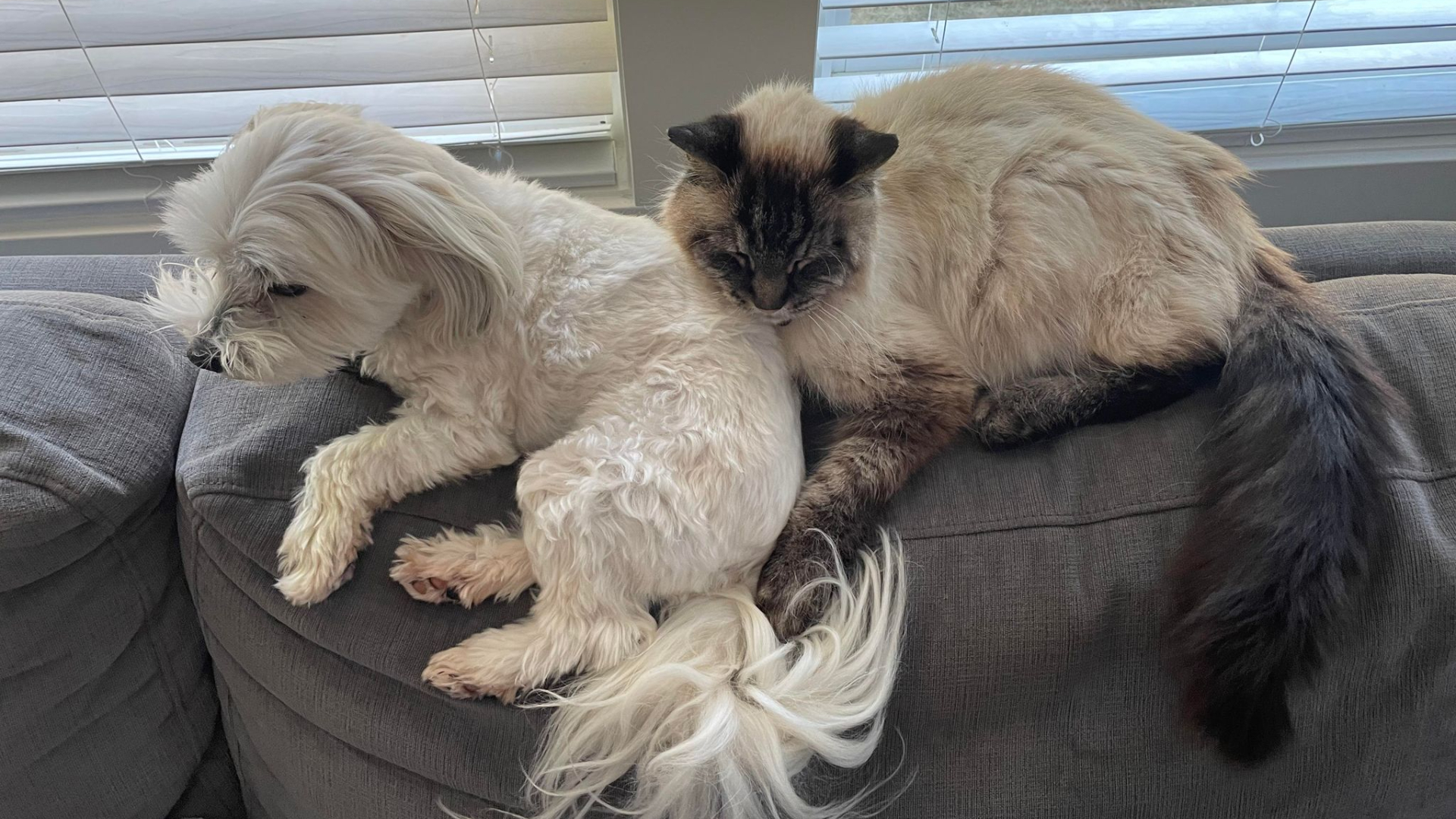 Dog and cat sitting on top of a couch