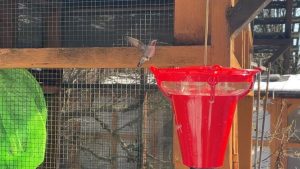 hummingbird on a bird feeder
