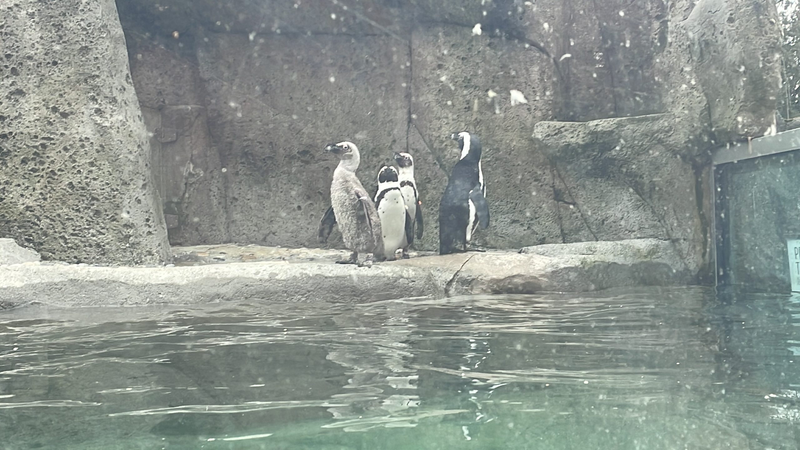 penguins at the vancouver aquarium
