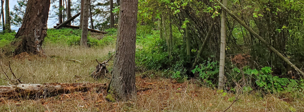 A photo from Sidney Island, where a deer cull is being planned, shows the difference in vegetation between areas the animals can access and can't