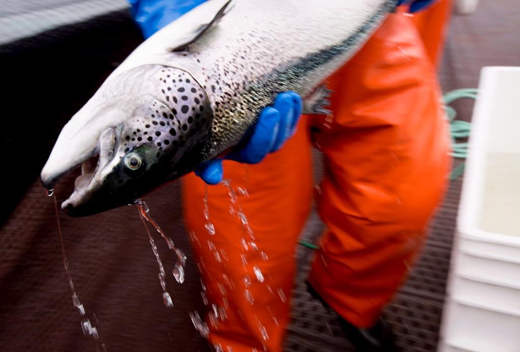 An Atlantic salmon is seen at a fish farm near Campbell River, B.C. Wednesday, Oct. 31, 2018. A British Columbia salmon farming company is seeking to challenge in court the federal government's decision not to renew the licences for its open-net Atlantic salmon farms off Vancouver Island.