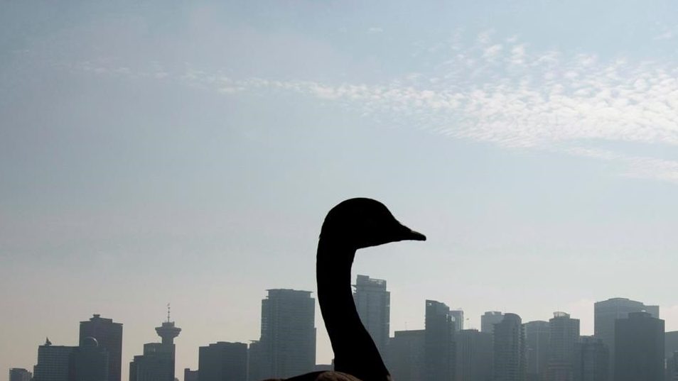 Vancouver s new Canada goose plan CityNews Vancouver