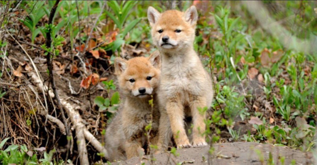 two coyote pups in the wild. The vancouver park board is warning locals to be careful outside.