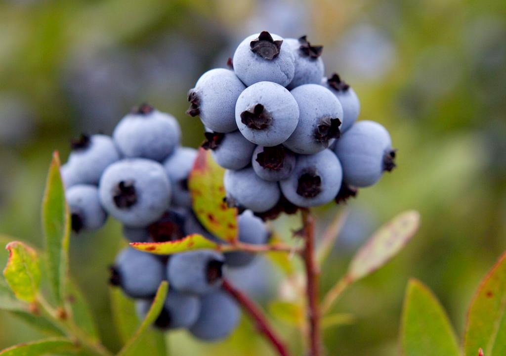 A bundle of fresh blueberries ready for harvest