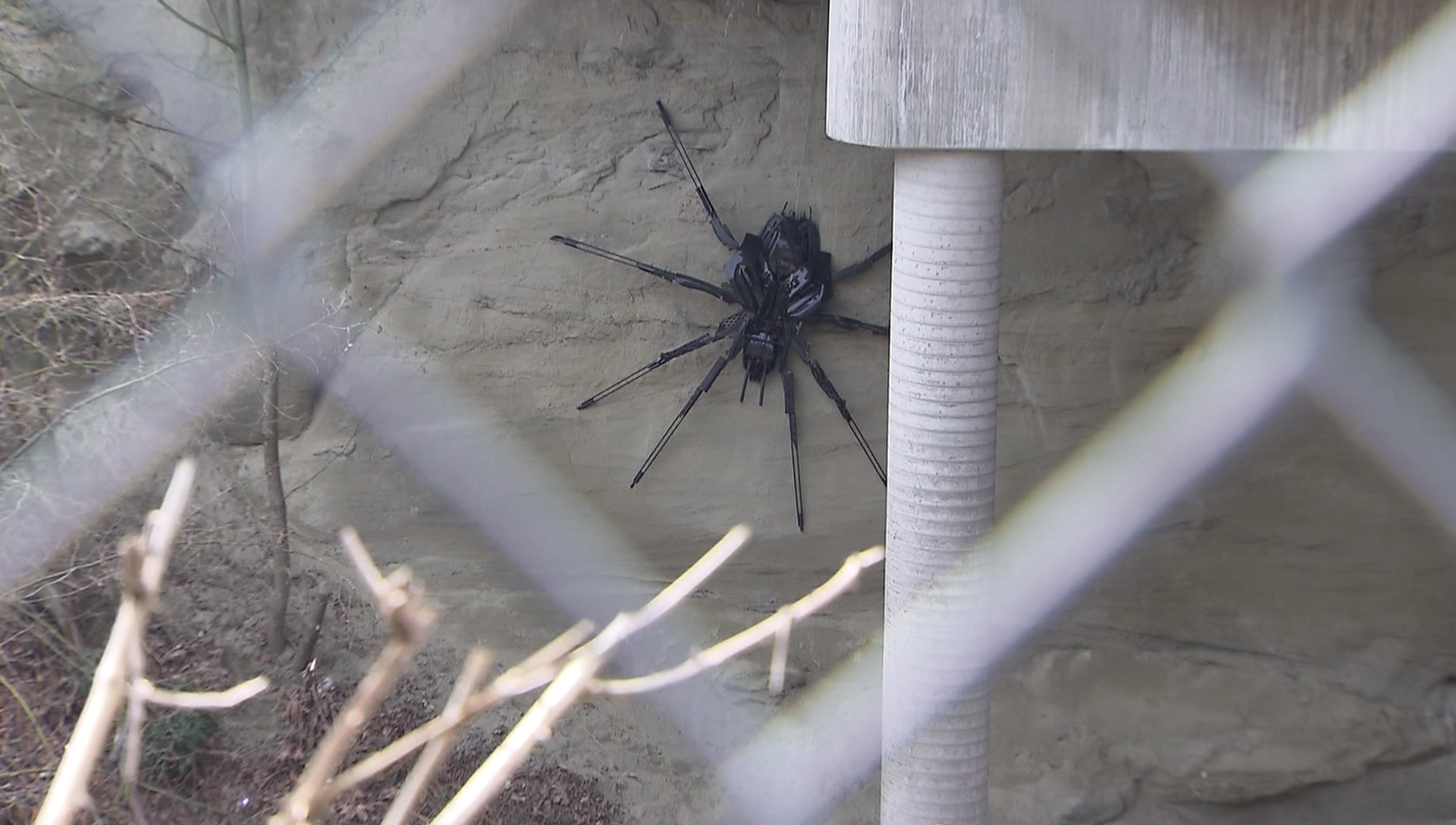 A giant spider sculpture popped up under an East Vancouver bridge in March