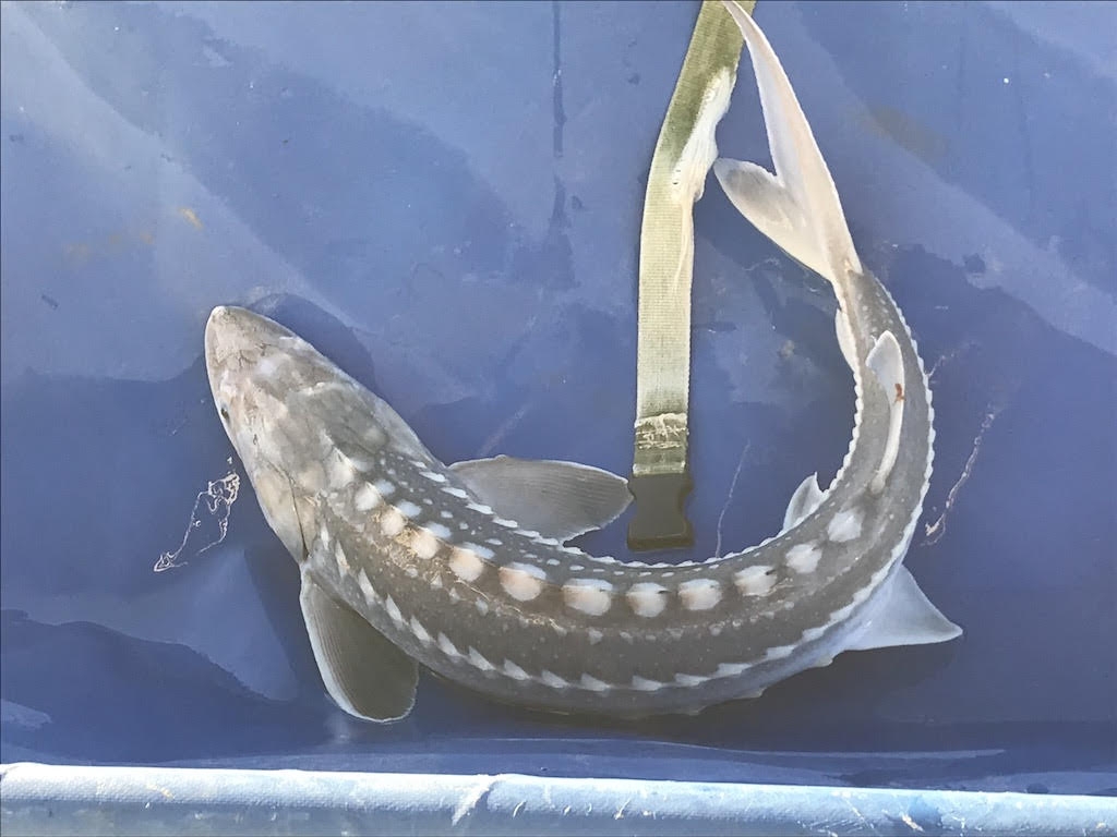 A white sturgeon 