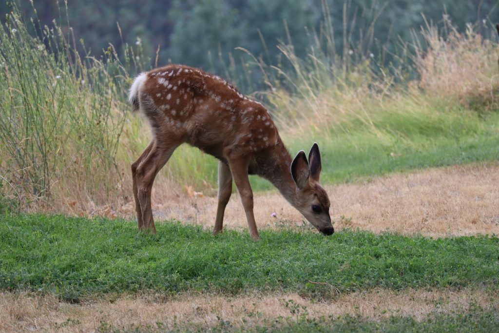 A brown deer eating grass