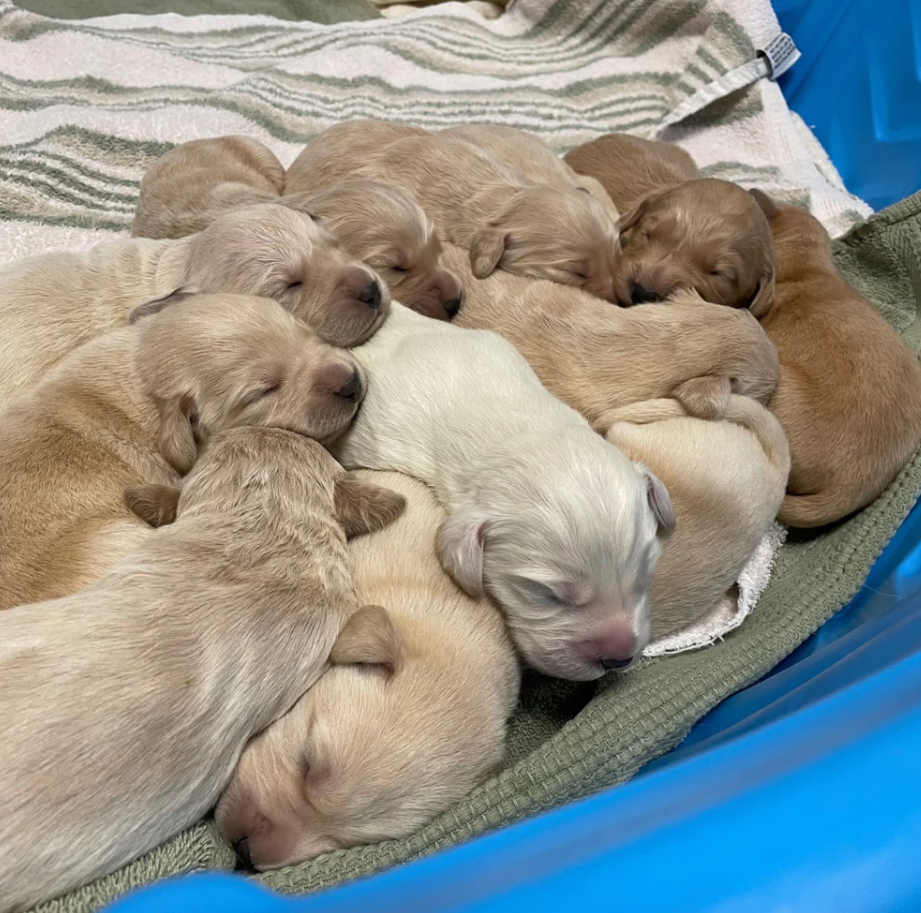 a group of sleeping yello puppies. the bc spca says hundreds of puppies have been surrendered this year