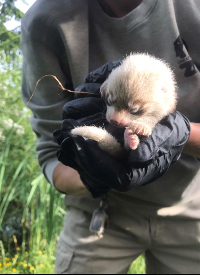 B.C.'s first born red panda cubs named