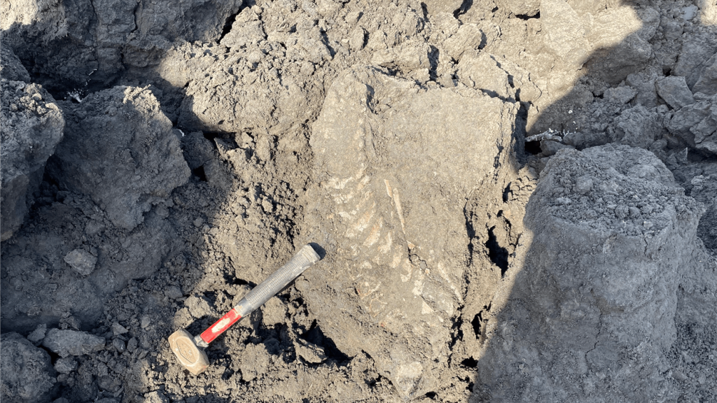 Dinosaur fossil unearthed at Alberta mine