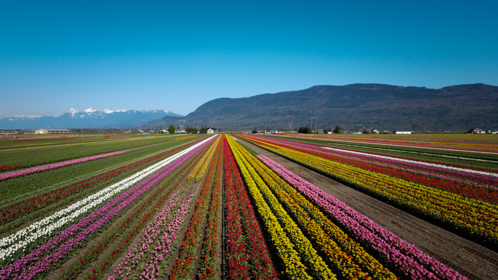Abbotsford Tulip Festival starts CityNews Vancouver