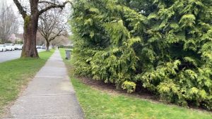 a path beside a large green tree in vancouver's trafalgar park. The B.C. Conservation Officer Service (COS) is warning of an increased coyote presence in Kitsilano after responding to several coyote-related complaints this week. 
