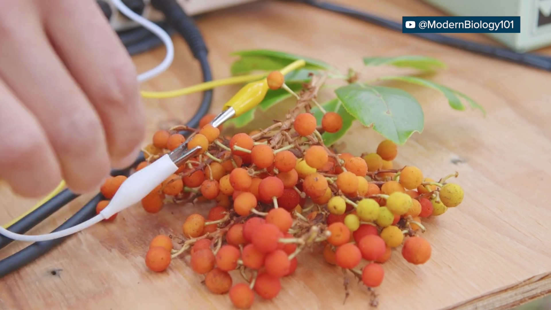 Plants are shown hooked up to wires.