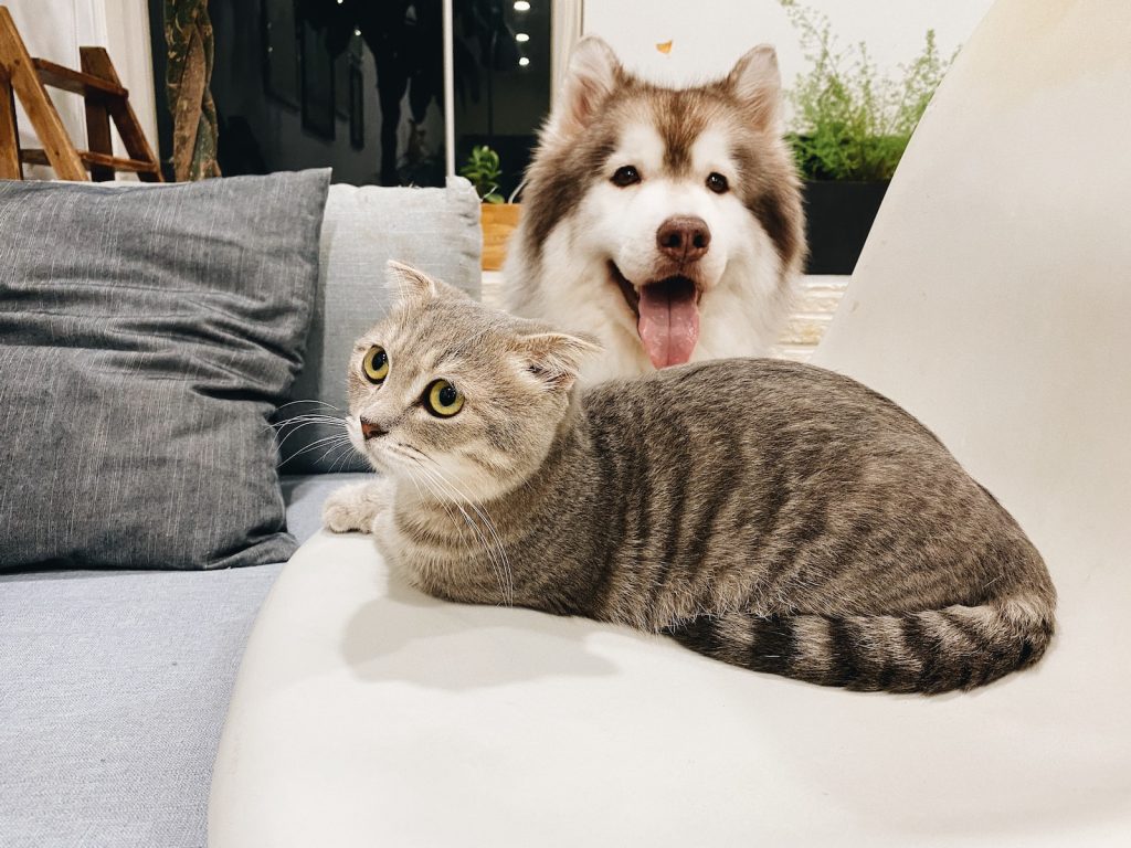 A dog and a cat sitting indoors.