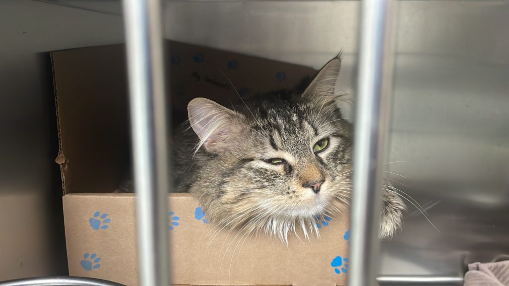 a cat sitting in a box at the vancouver bc spca