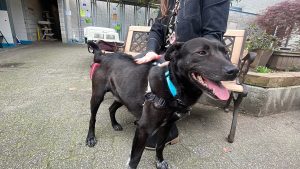 a black lab mix dog that is up for adoption at the vancouver bc spca