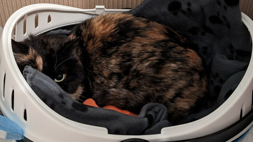 a white bray and organgeish coloured cat inside of a laundry basket