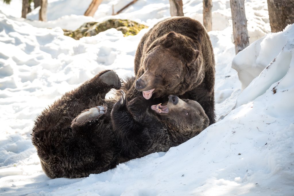 Two grizzly bears are seen playing in the snow.